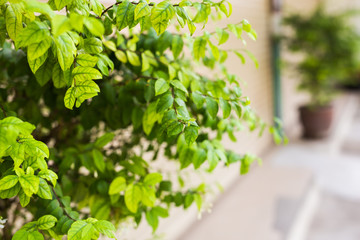 different green bushes and herbs background