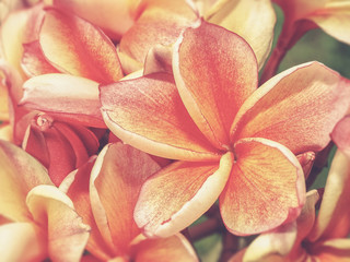 tropical flowers frangipani (plumeria) (Vintage filter effect us