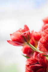 Red tulip closeup