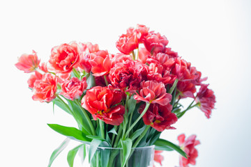 Red tulips in a vase closeup