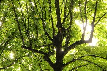 Arbre de vie au cr&eacute;puscule 