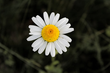 Grote madeliefje