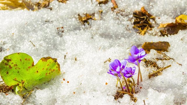 melting snow and spring flowers, 4K time-lapse
