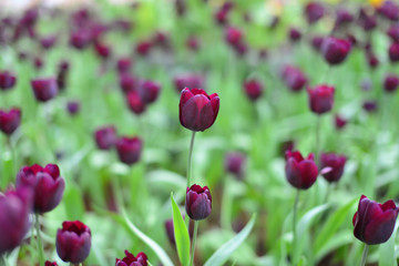 Tulips flower  