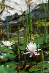lotus flower background