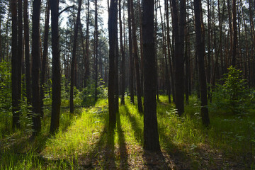 Fototapeta premium летний лес на восходе солнца