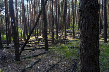 поваленные деревья в лесу