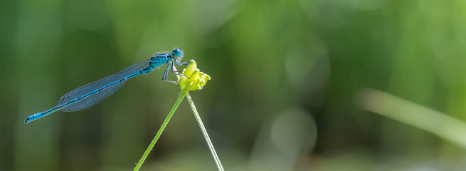 Hufeisen-Azurjungfer (Coenagrion puella) auf einer Pflanze am Teich bzw. Tümpel © mirkograul