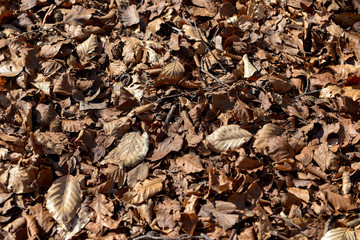 Floor covered with leaves