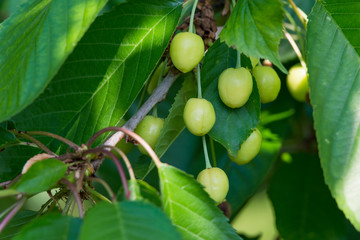 Grüne und noch unreife Kirschen an einem Kirschbaum der Süßkirsche