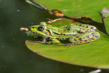 Teichfrosch bzw. Wasserfrosch (Pelophylax esculentus) sitzt auf dem Blatt einer Seerose