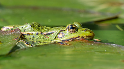 Teichfrosch bzw. Wasserfrosch (Pelophylax esculentus) sitzt auf dem Blatt einer Seerose