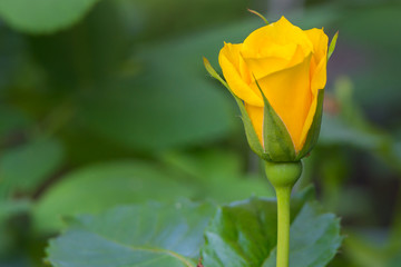 Gelbe und leicht ge&ouml;ffnete Bl&uuml;te der Rose bzw. Rosen