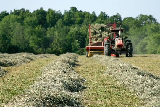 Freshly Baled Hay – A tractor pulls a hay baler and wagon, gathering the tedded windrows.