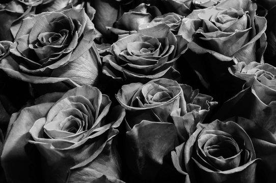 black roses background