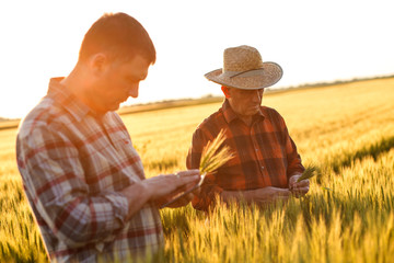 Two farmer standing in a wheat field and looking at tablet, They are examining corp at sunset.