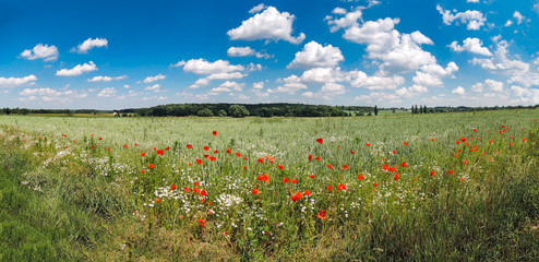 blühendes Mohnfeld im Sommer, Panorama