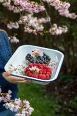 Homemade Chocolate Tarts with Berries