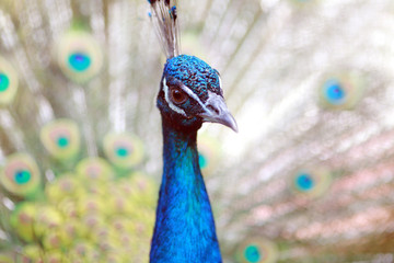 красивый павлин