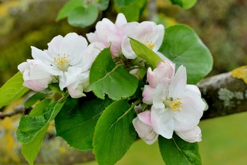 Fleurs de pommiers au printemps