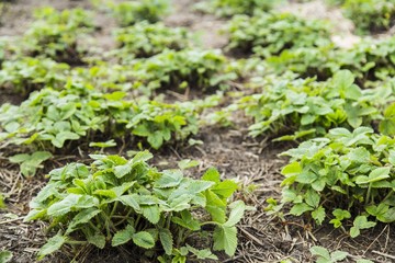 Green bushes of a strawberry