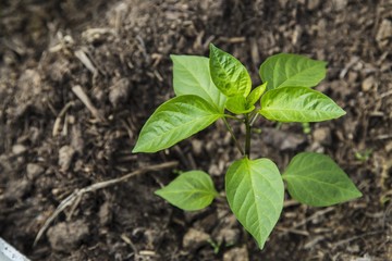 Peper seedling in greenhouse