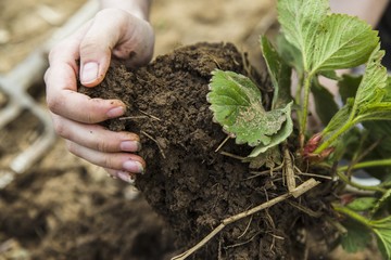 Black soil clod in woman hands