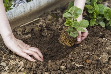 Gardener hands planting strawberry