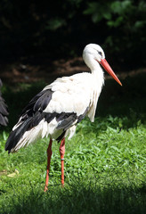 stehender Storch