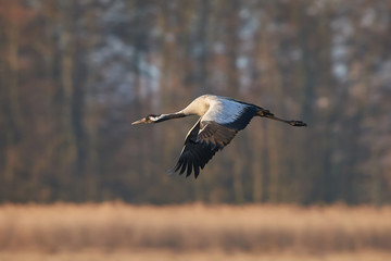 Common crane (Grus grus)