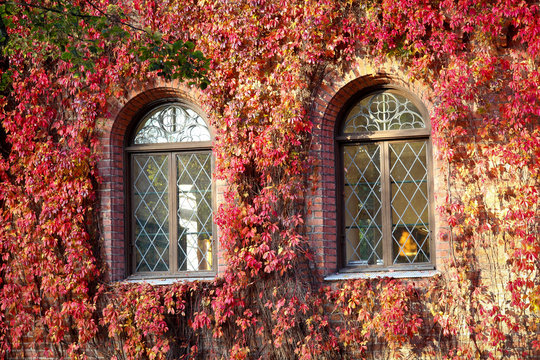 windows of an old building covered with red leaves