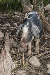 pig looking at camera