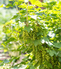 The currant Bush with green berries