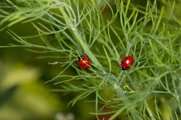 A pair of ladybugs on dill