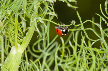 Ladybug hunting