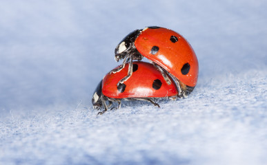 love the world of ladybirds © elena_foto