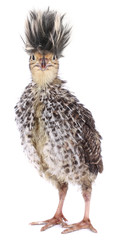 Crazy funny bird quail with ridiculous hair
