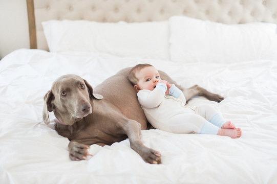 Baby Boy In Bed With Dog 