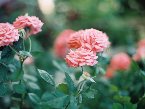 Peony roses 