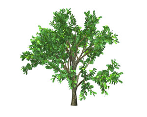 Obraz premium tree