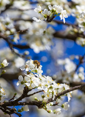 Bee and blossom tree