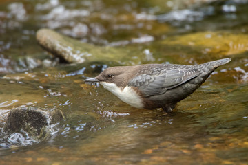 Wasseramsel 