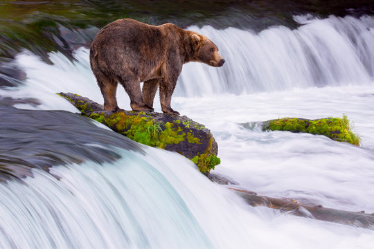Brooks Falls