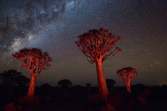 Quiver trees against milky way in the starry sky at night