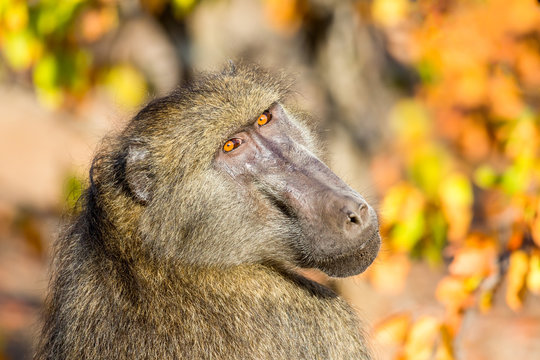 Chacma baboon (Papio ursinus), in brilliant morning sunlight, Zambezi National Park, Zimbabwe