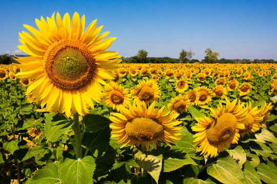 Sunflower field in Tuscany, Italy