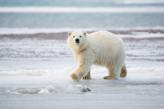 Polar bear cub, Barter Island