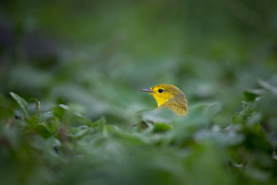 Yellow Warbler