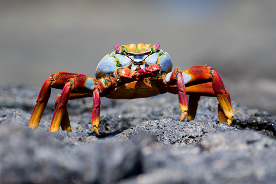 Sally Lightfoot Crab