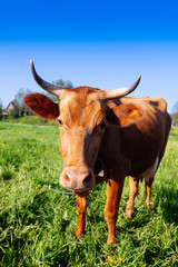 Curious cow on the meadow in summer sunset